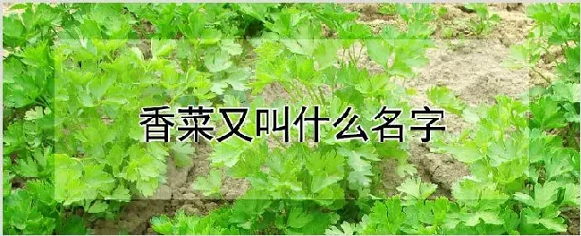 香菜又叫什么名字 | 种植技术