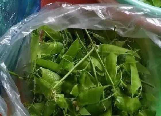 植物施肥|豌豆皮可以做肥料吗