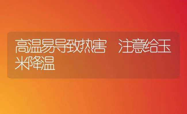 高温易导致热害 注意给玉米降温 | 粮油作物种植