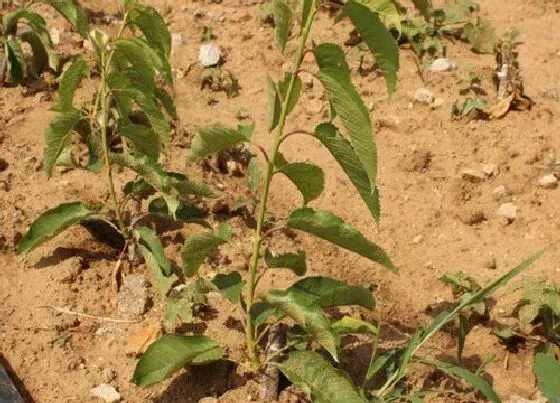 植物施肥|樱桃树浇什么肥料合适