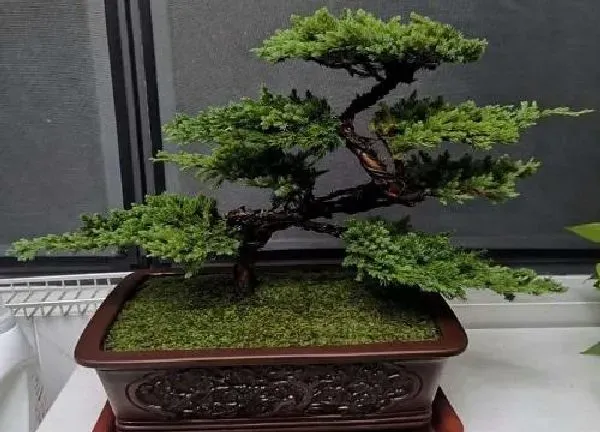 植物移栽|罗汉松上盆时间与养护方法