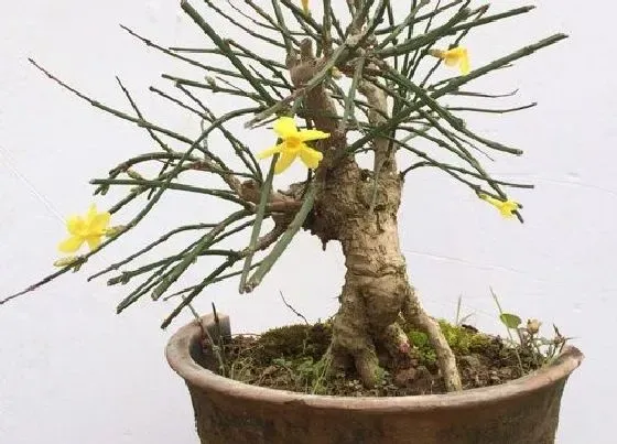 植物排行|春天的植物有哪些
