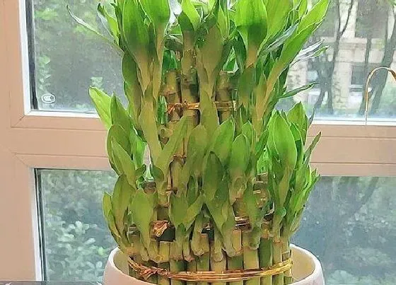 植物寓意|富贵竹呢象征着什么意义