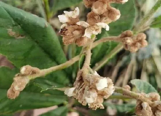 花朵诊疗|枇杷树不开花怎么办