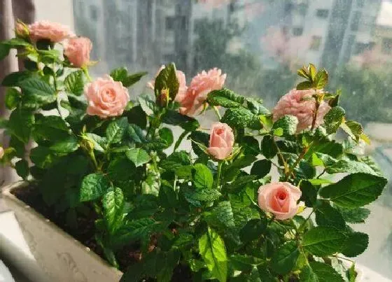 冬天植物|月季花怕冻吗