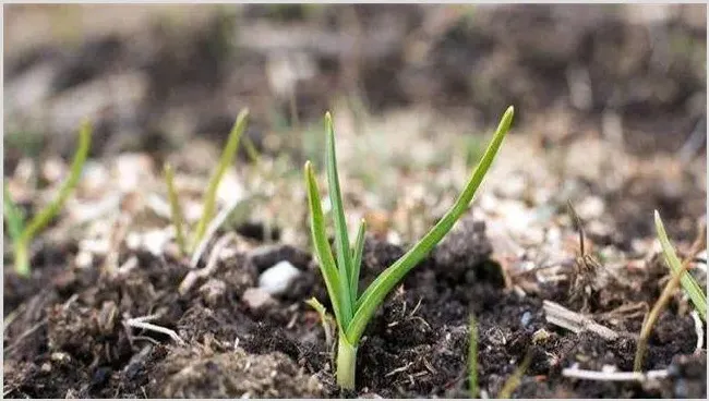 冬季大蒜怎么种植 | 种植技术
