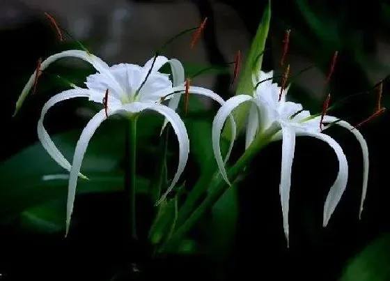 植物修剪|蜘蛛兰怎么修剪好看