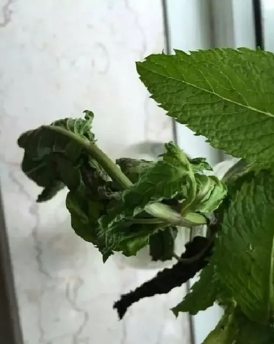 叶蔫|薄荷叶子蔫了怎么办 打蔫原因及补救方法