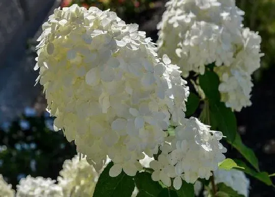 植物种类|白绣球是被子植物吗