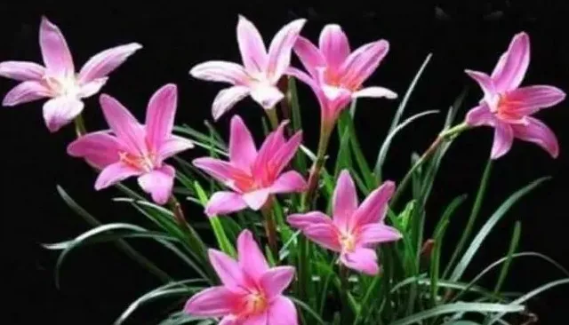 植物繁殖|盆栽韭菜花怎么繁殖，韭菜兰繁殖方法如下）