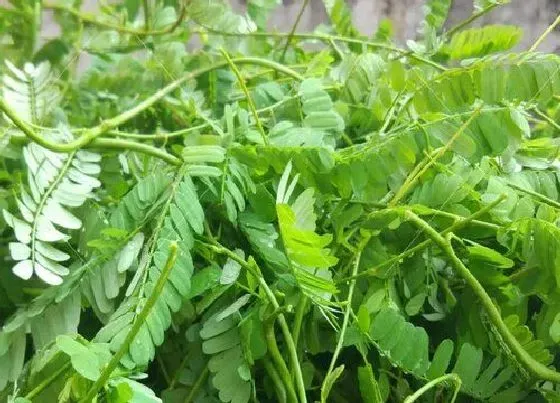 植物种类|鸡骨草有几个品种