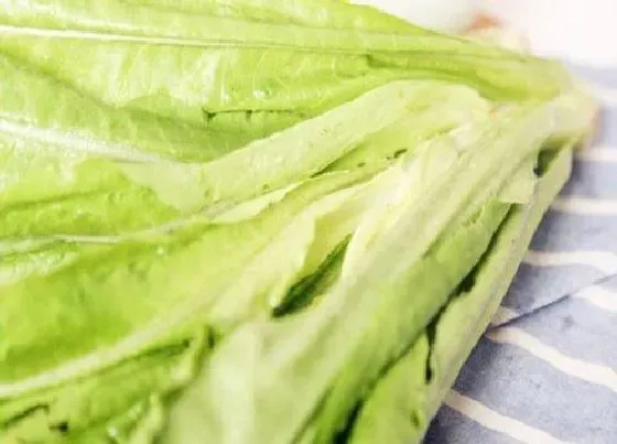 植物排行|油麦菜哪个品种好