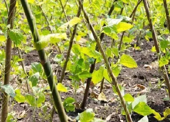 开花时间|豆角种植多久开花结果 从开花到成熟需要多久