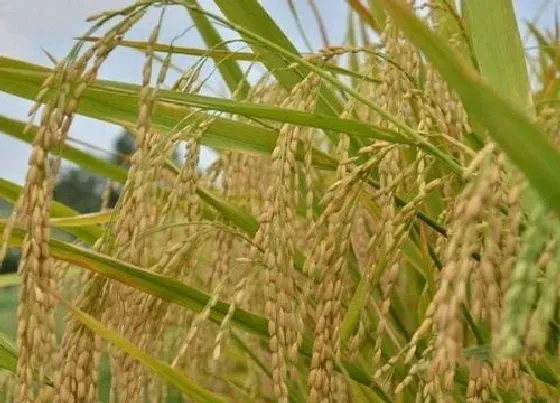 植物百科|杂交水稻到底是给谁吃的（我们吃的到底是不是杂交水稻）