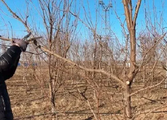 植物修剪|李子树怎么修剪方法