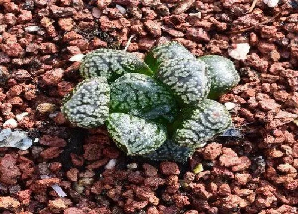 植物浇水|玉露夏天多久浇一次水