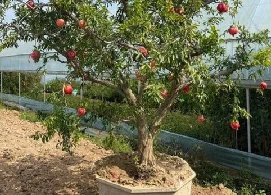 种植土壤|石榴需要什么土壤种植（适合种植石榴的土壤要求）