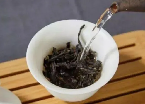 食用常识|水仙茶属于什么茶类 特点介绍和功效作用