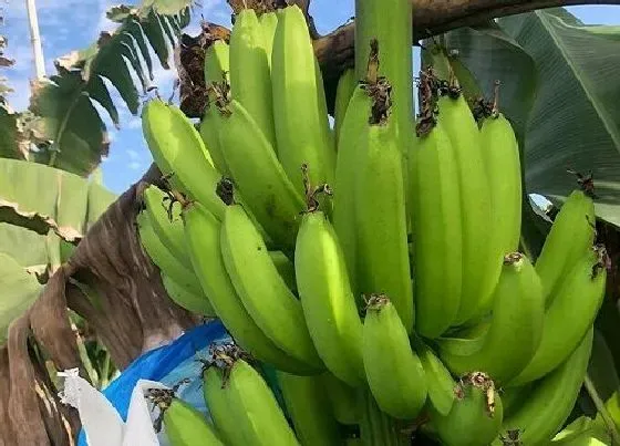 植物繁殖|香蕉怎么繁殖后代 繁殖方式