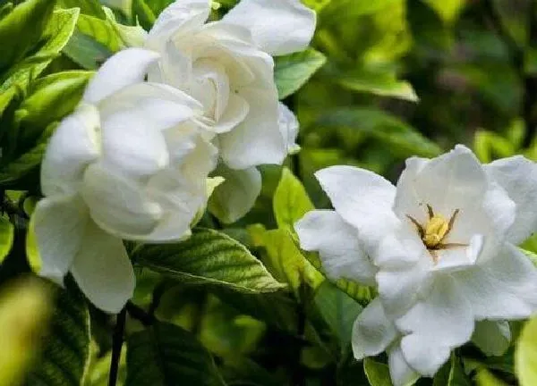 植物移栽|栀子花什么时候移栽最好