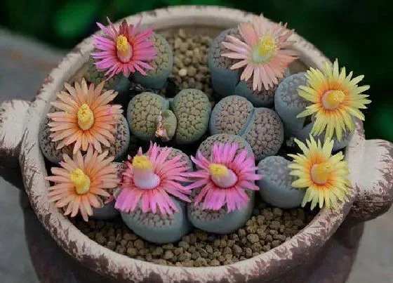 花期|石头花一年开几次花