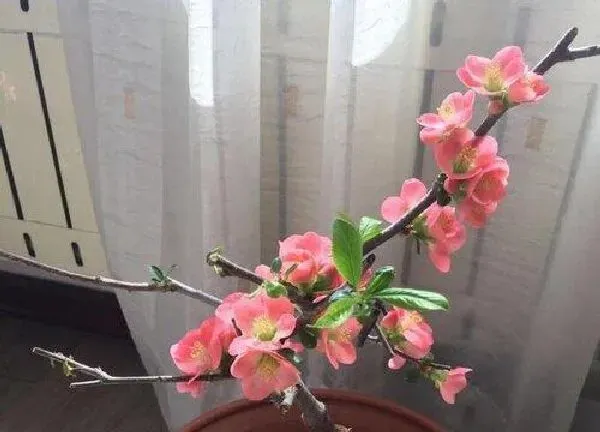 养殖方法|海棠花怎么养才长得好
