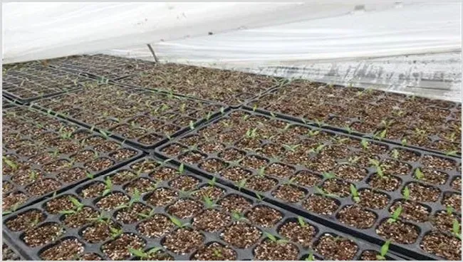 番茄育苗技术成活高吗 | 农业科普