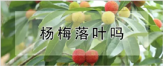 杨梅落叶吗 | 自然知识