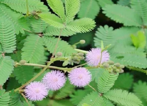 植物毒性|含羞草开花有毒吗 开什么样的花