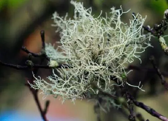 植物百科|树花生长在什么地方