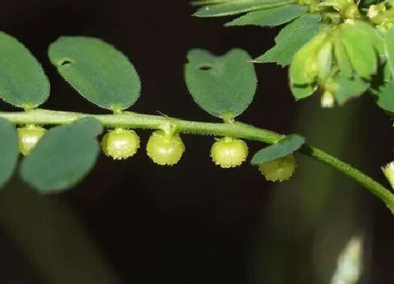 植物百科|叶下珠和含羞草的区别