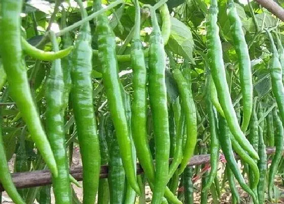 植物施肥|想要辣椒高产怎么施肥，辣椒怎样追肥能结果产量高）