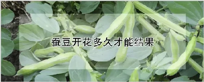 蚕豆开花多久才能结果 | 农业技术