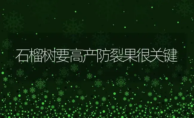 石榴树要高产防裂果很关键 | 瓜果种植