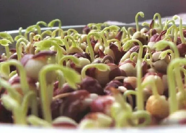 植物发芽|红豆发芽的过程