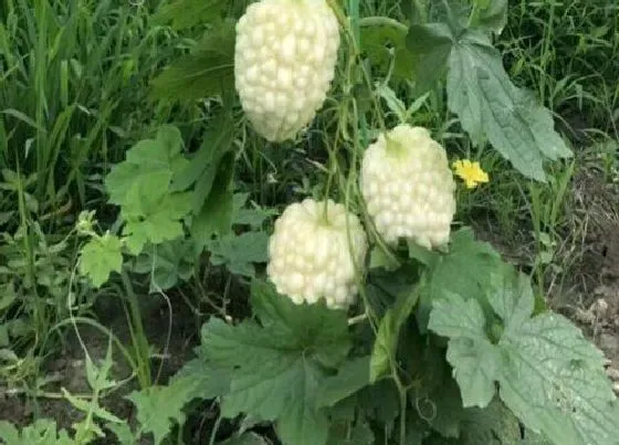 植物施肥|苦瓜追肥用什么肥料好