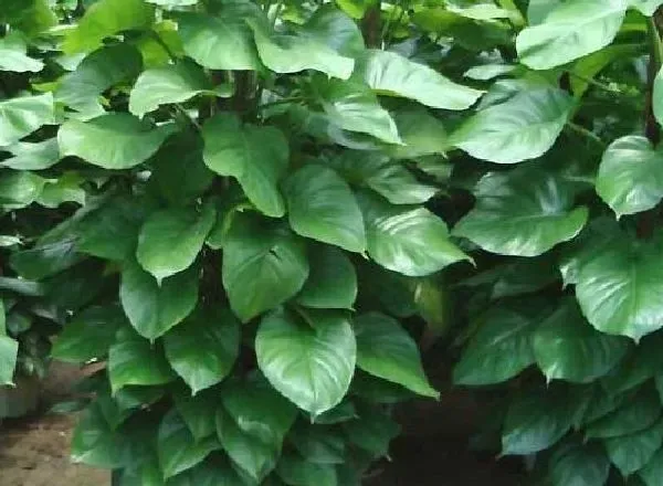 植物浇水|绿萝可以浇啤酒吗 浇啤酒水正确方法
