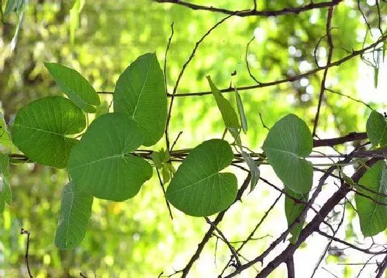 种植管理|苹果树摘心打顶时间与方法