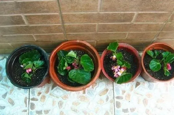 植物繁殖|四季海棠繁殖方法和注意事项，懒人扦插四季海棠方法）