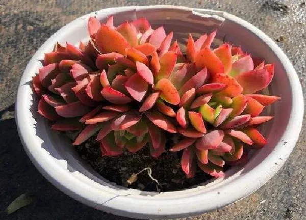 植物浇水|多肉植物夏天怎么浇水度夏（露天多肉夏天怎么浇水不徒长）