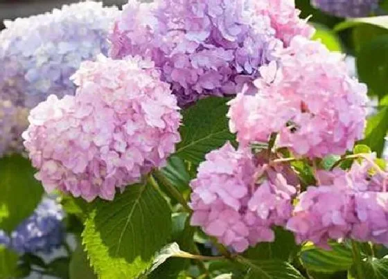 花之最|大花绣球有哪些品种 值得入手的绣球花品种名称及图片