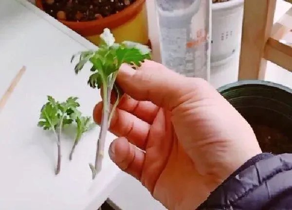 植物扦插|蓝目菊几月份扦插最好