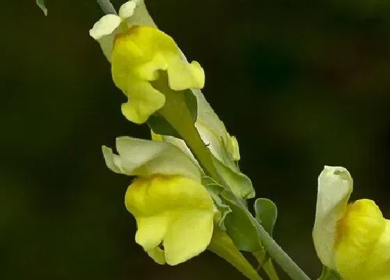 花期|金鱼草花期多长时间