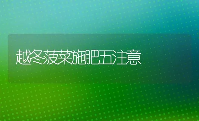 越冬菠菜施肥五注意 | 种植肥料施肥