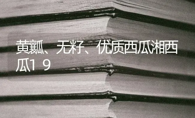 黄瓤、无籽、优质西瓜湘西瓜19 | 瓜果种植