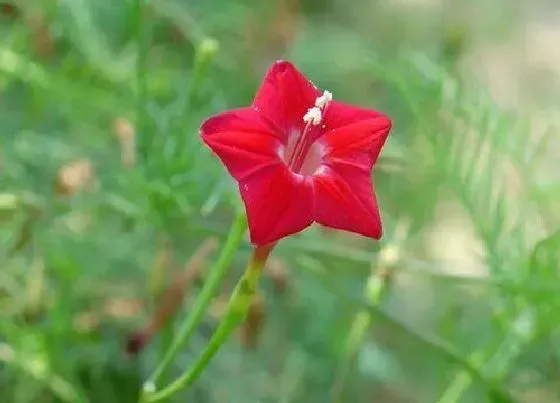 植物播种|茑萝花种子怎么种植