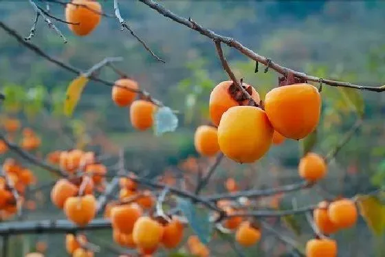 种植管理|柿子树几年结果实 种植多久才能开花挂果