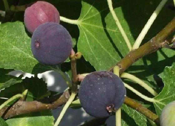 种植管理|日本紫果几年结果实