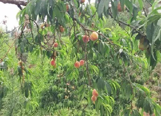 种植管理|桃树几月份种植最好 什么时候栽植最好