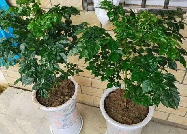 养殖科普|平安树好养吗 养殖方法和养护要点